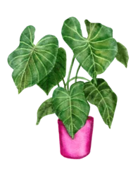 Foto op Canvas Hand drawn watercolor illustration of philodendron gloriosim houseplant, green leaves pink pot plant flower, tropical foliage leaves, expensive variety. Urban jungle nature lovers species herb. © Marina Lahereva
