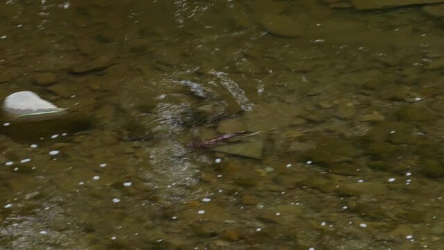 Canadian mink swimming across Etobicoke river for hunting fish to survive in Canada toronto