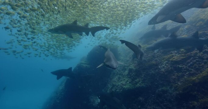 Sand tiger sharks swimming in the blue water. Carcharias taurus. South West Rocks, Australia.