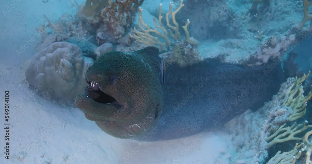 Wall mural Closeup of a moray eel in a coral reef. Gymnothorax javanicus.