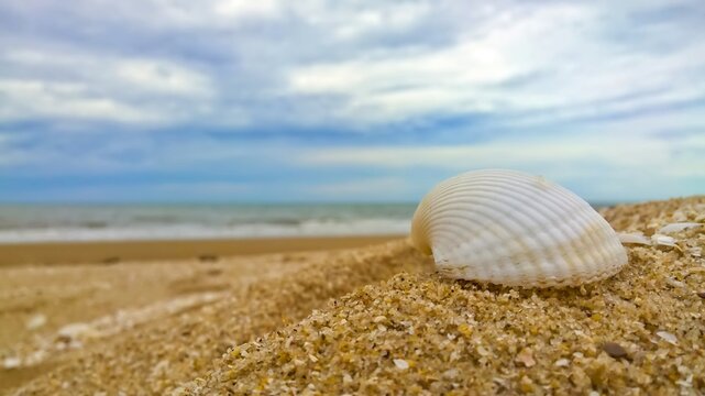 White shell on the beach with blue sky background