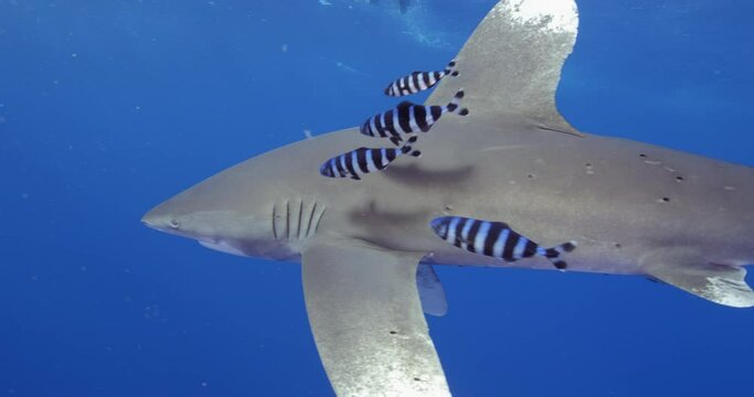 Oceanic whitetip shark swimming in the blue water. Carcharhinus longimanus.