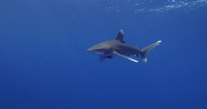Oceanic whitetip shark swimming in the blue water. Carcharhinus longimanus.