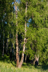 Vertical view of trees with lush foliage at the edge of a birch grove