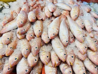 fresh fish on the market
