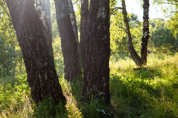 Obraz premium Trunks of birches in the foreground on the outskirts of a birch grove on a summer sunny day