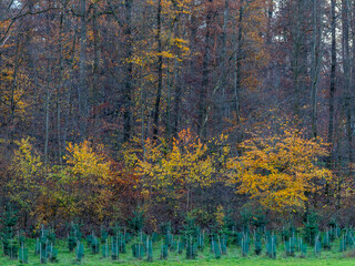 Wiederaufforstung im Mischwald im Herbst