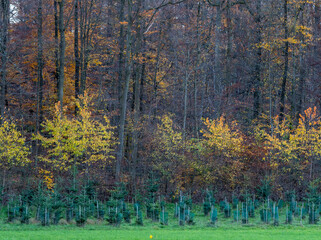 Wiederaufforstung im Mischwald im Herbst