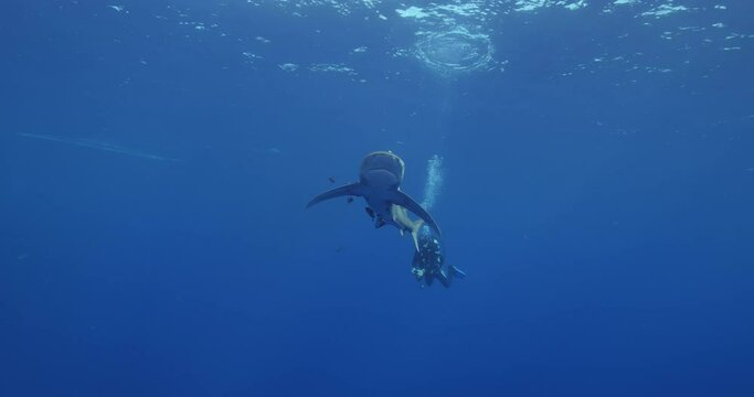 Oceanic whitetip shark with pilot fish swimming in the blue water. Carcharhinus longimanus.