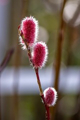 Closeup of pink willow catkins (Salix gracilistyla) on branch before flowering in the springtime