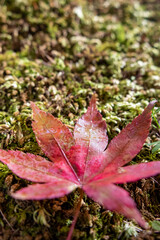 苔の上に紅葉が落ちて