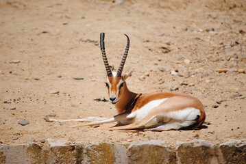 Closeup shot of a dorcas gazelle lying on the ground in the zoo