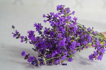 Bouquet of fresh purple lavender on a light concrete background. Medicinal herbs. Spicy herbs for aromatherapy