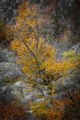 autumn lonely mountain tree