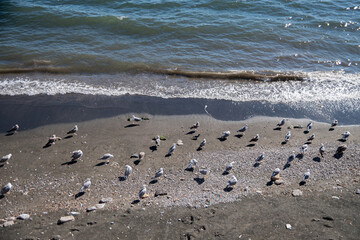 Fototapeta na wymiar A group of seagulls (flock) rests on the seashore. The calm, cozy summer sea