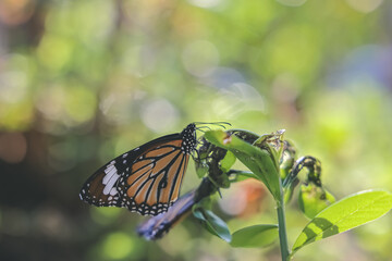 a monarchs on a flower, butterflies resting on flowers