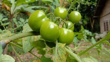 green tomatoes on the vine