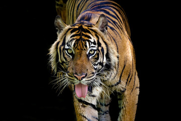 Obraz premium portrait of a bengal tiger