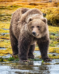 Obraz na płótnie Canvas Brown bears of Kodiak Alaska