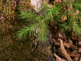 Marburg, Wald Details