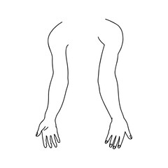 Human hands from front and back. Outline, anatomical, hand drawn illustration.