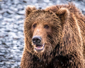 Fototapeta na wymiar Brown bears of Kodiak Alaska