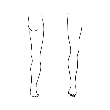 Human leg from front and back. Outline, anatomical, hand drawn illustration.