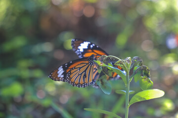 Fototapeta na wymiar a monarchs on a flower, butterflies resting on flowers