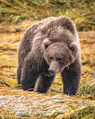Obraz na płótnie Canvas Brown bears of Kodiak Alaska