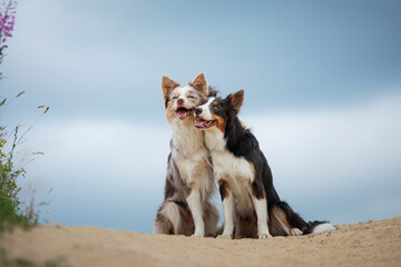 dogs hug. Two cute border collies in the park in summer against the sky