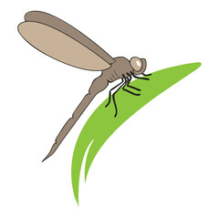 dragonfly logo vector