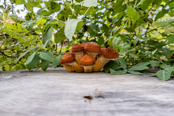 Mushrooms (Armillaria) on a tree stump