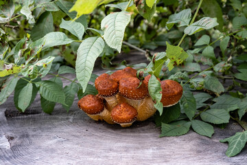 Mushrooms (Armillaria) on a tree stump