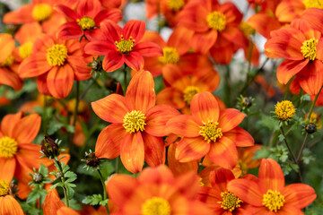 Close-up of beggarticks (Bidens sp.) flowers
