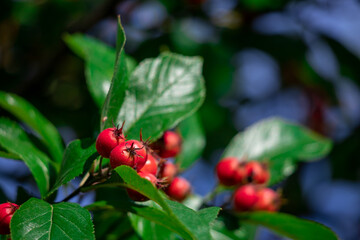 Beautiful red berries against the background of green leaves.