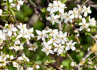 Beautiful white cherry blossom closeup