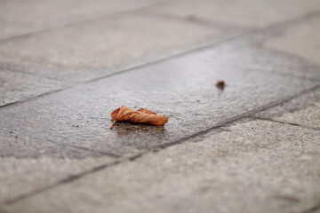 Leaf on asphalt