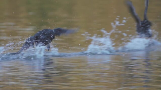 View of coot birds flying and swimming on the water