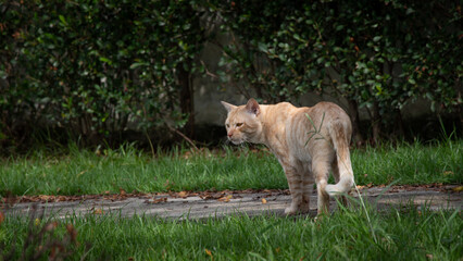 Cute red street cat walking in green grass.