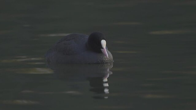 High-angle macro view of a coot swimming in the water