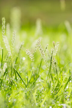 Wet grass with spikes with defocused bokeh backlight