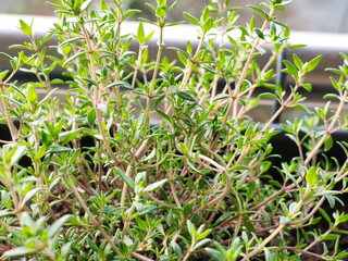 Close-up of Thymus vulgaris (common thyme, German thyme, garden thyme or simply thyme), aromatic perennial herbaceous plants in the family Lamiaceae, stems and leaves. Close-up, selective focus, blur 