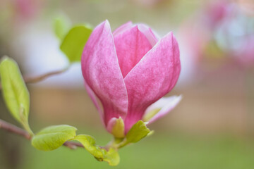 pink magnolia flower
