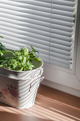 Two bushes of young basil in sunlight on the windowsill.