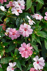 New Guinea Impatiens flowers on garden