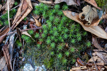 A macro short of some moss, lichen and fall leaves
