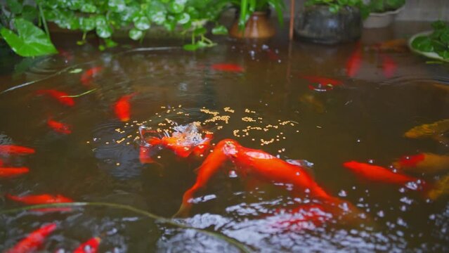 Feed the lively koi fish in the pond