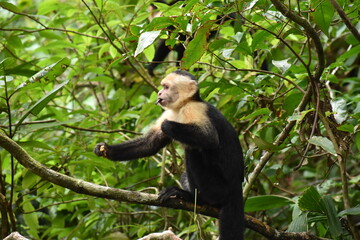 White Faced monkey on a branch