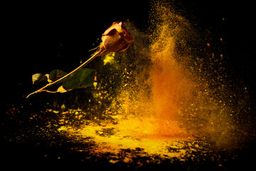 Rose flower and color powder explosion