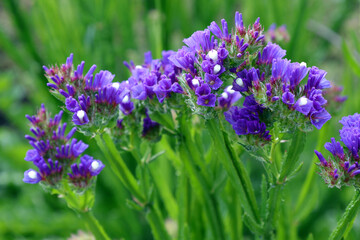 Obraz premium Blue dry flowers of Limonium sinuatum, cultivar Sea lavender